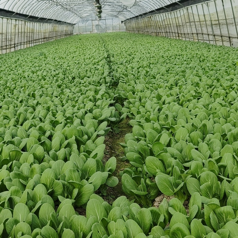 小青菜杭白菜广东菜心介兰太湖菜供各大电商超市食堂或档口