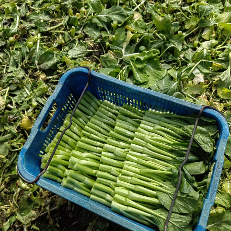 小青菜杭白菜广东菜心介兰太湖菜供各大电商超市食堂或档口