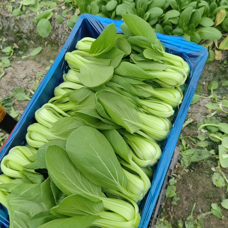 小青菜杭白菜广东菜心介兰太湖菜供各大电商超市食堂或档口