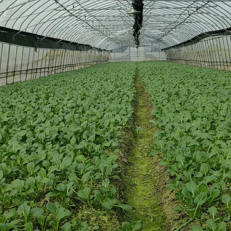 小青菜杭白菜广东菜心介兰太湖菜供各大电商超市食堂或档口