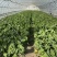 小青菜杭白菜广东菜心介兰太湖菜供各大电商超市食堂或档口