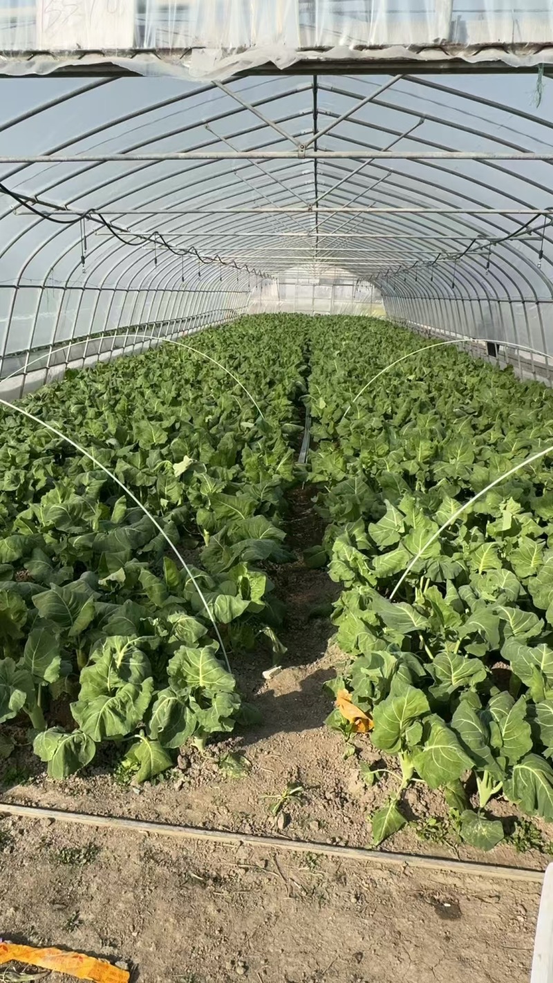 小青菜杭白菜广东菜心介兰太湖菜供各大电商超市食堂或档口