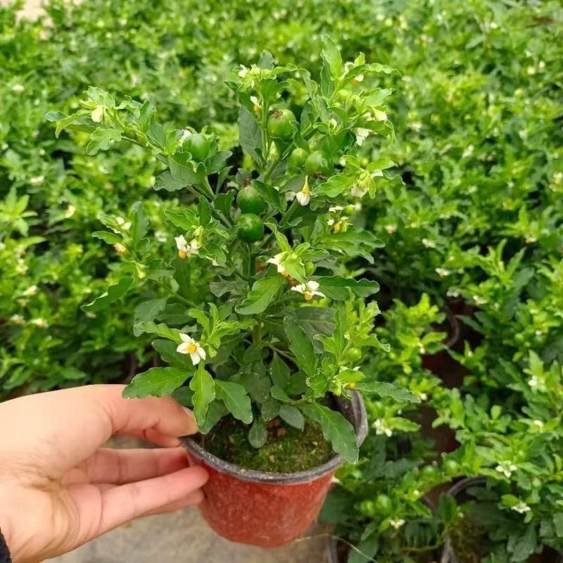 耐热耐寒多年生冬珊瑚吉庆果红珊瑚豆看樱桃四季果