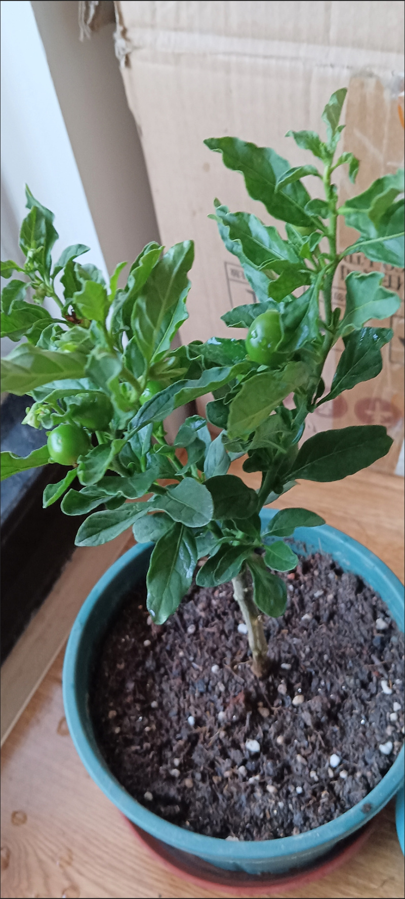 耐热耐寒多年生冬珊瑚吉庆果红珊瑚豆看樱桃四季果