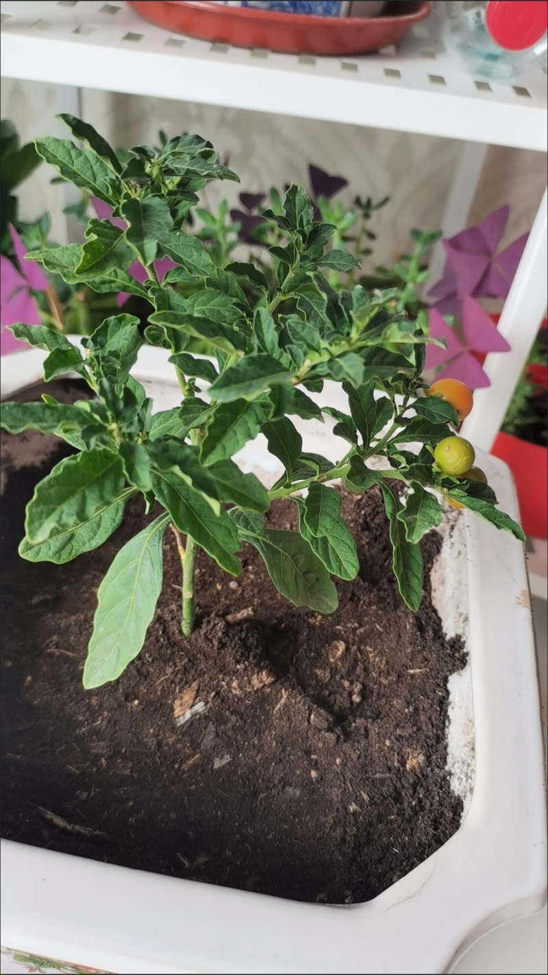 耐热耐寒多年生冬珊瑚吉庆果红珊瑚豆看樱桃四季果