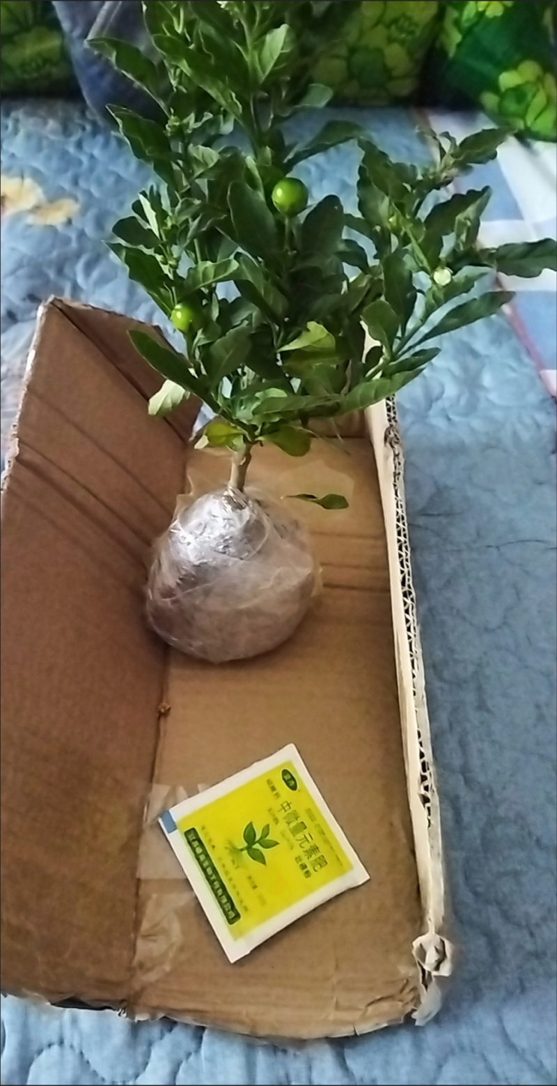耐热耐寒多年生冬珊瑚吉庆果红珊瑚豆看樱桃四季果
