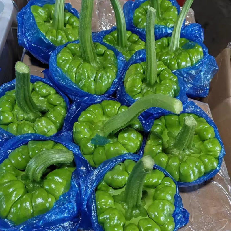 姜柄瓜种子