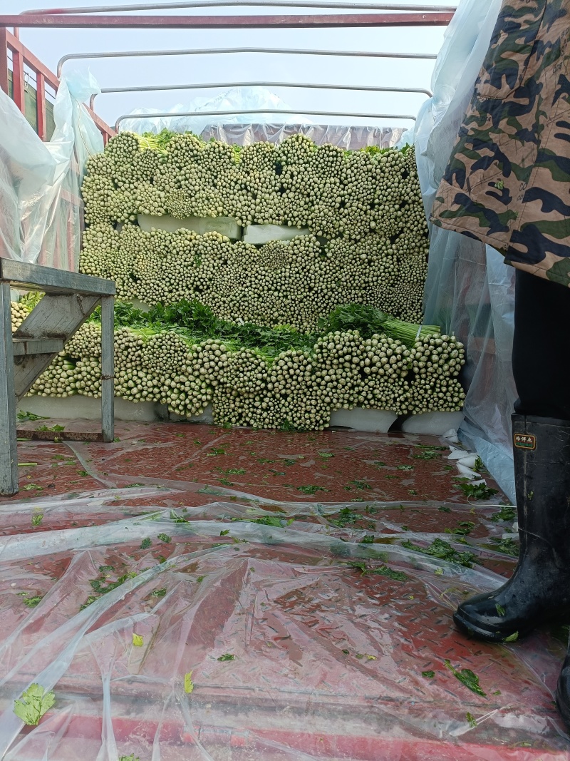 西芹45cm以上质量保证