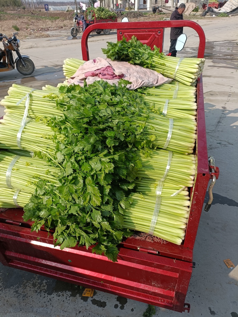 西芹45cm以上质量保证