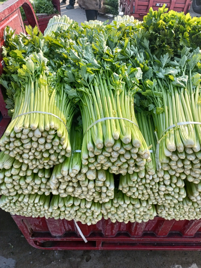 西芹45cm以上质量保证