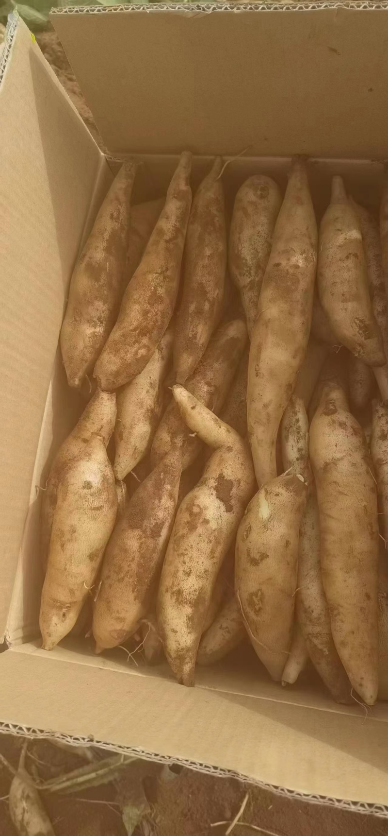 雪莲果种植地基，全国发货，量大从优，电话联系我
