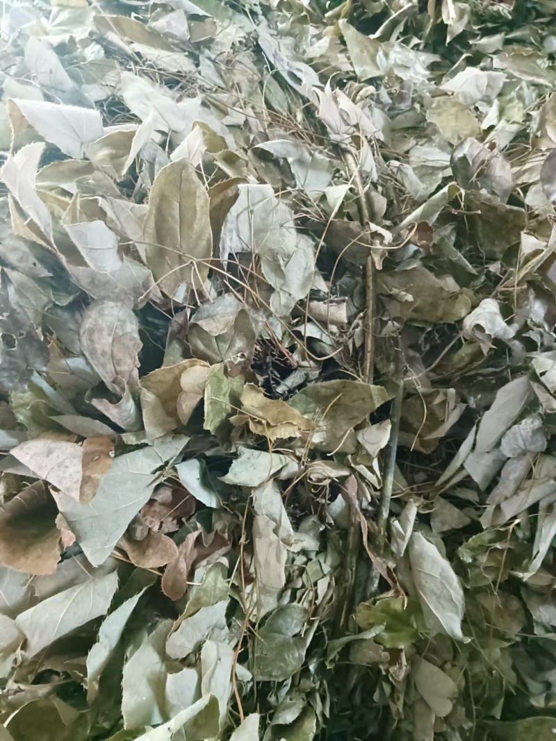 贵州淫羊藿无根货源充足量大从优全国发货品质保证