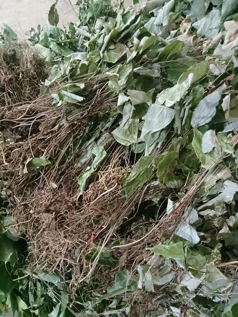 贵州淫羊藿无根货源充足量大从优全国发货品质保证