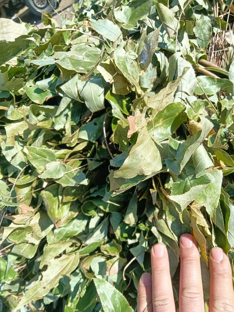 贵州淫羊藿无根货源充足量大从优全国发货品质保证