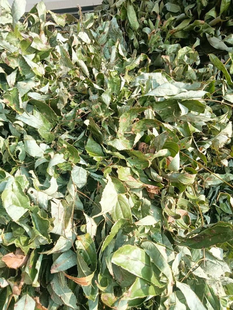 贵州淫羊藿无根货源充足量大从优全国发货品质保证