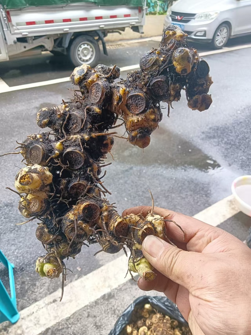 贵州鲜黄精质优价美基地直供欢迎联系