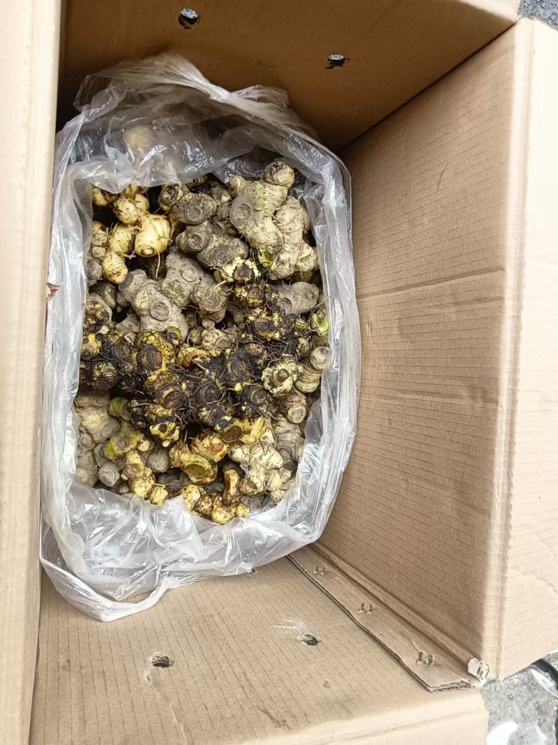 贵州鲜黄精质优价美基地直供欢迎联系