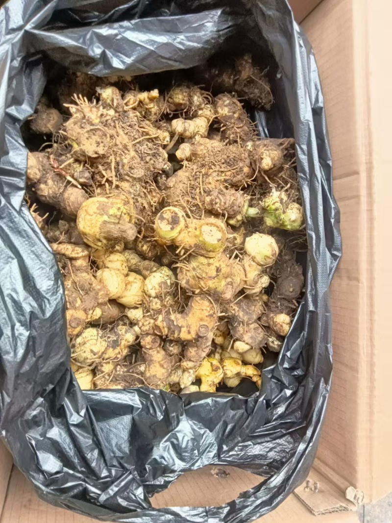 贵州鲜黄精质优价美基地直供欢迎联系