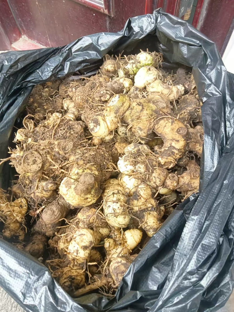 贵州鲜黄精质优价美基地直供欢迎联系