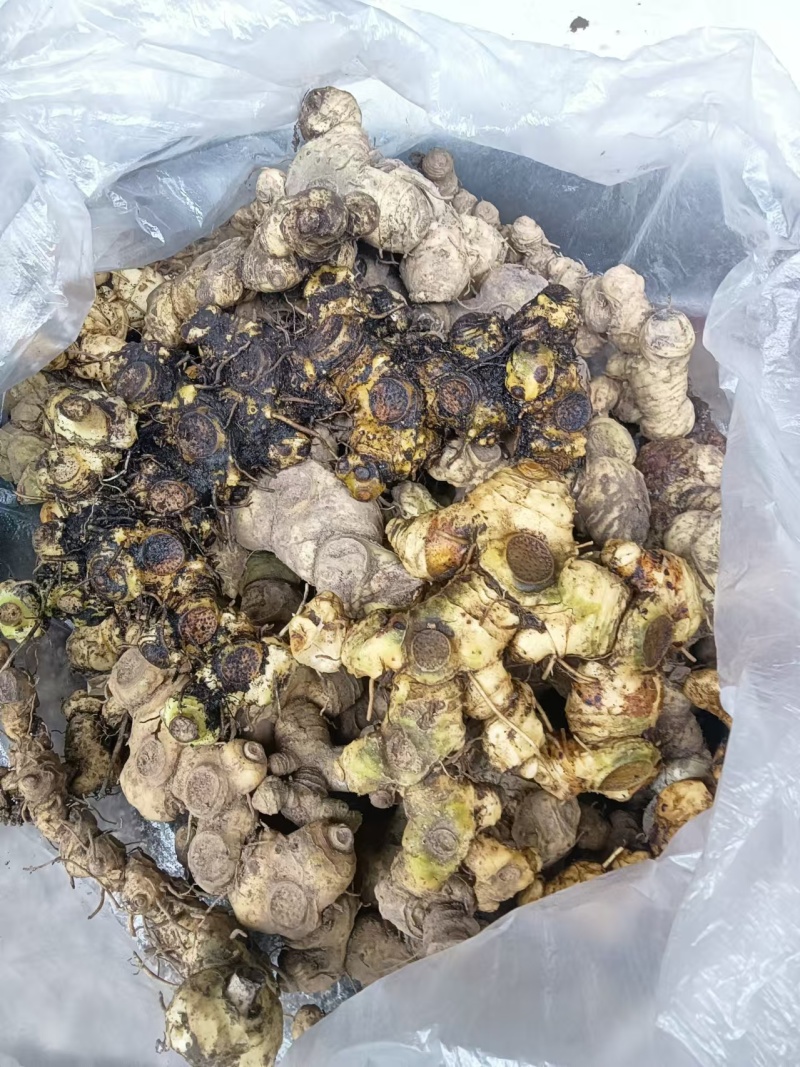 贵州鲜黄精质优价美基地直供欢迎联系