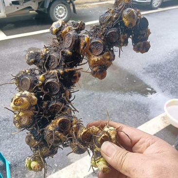 贵州鲜黄精质优价美基地直供欢迎联系