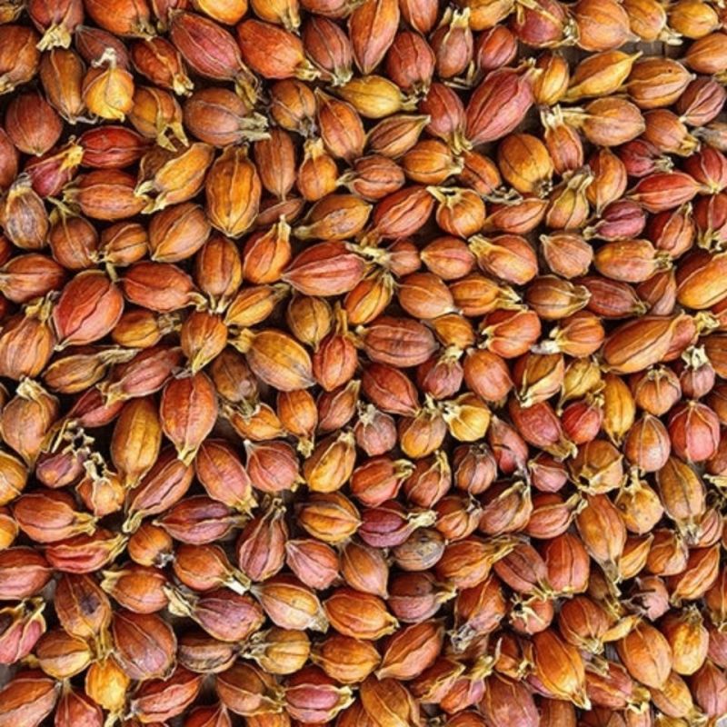 新货栀子茶野生栀子果中药材山栀子粉黄栀子泡茶食用卤肉上色栀子