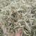 燕麦草1公斤正宗优质无硫燕麦穗燕麦干货批发乌麦