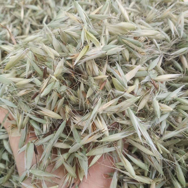 燕麦草1公斤正宗优质无硫燕麦穗燕麦干货批发乌麦