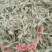燕麦草1公斤正宗优质无硫燕麦穗燕麦干货批发乌麦