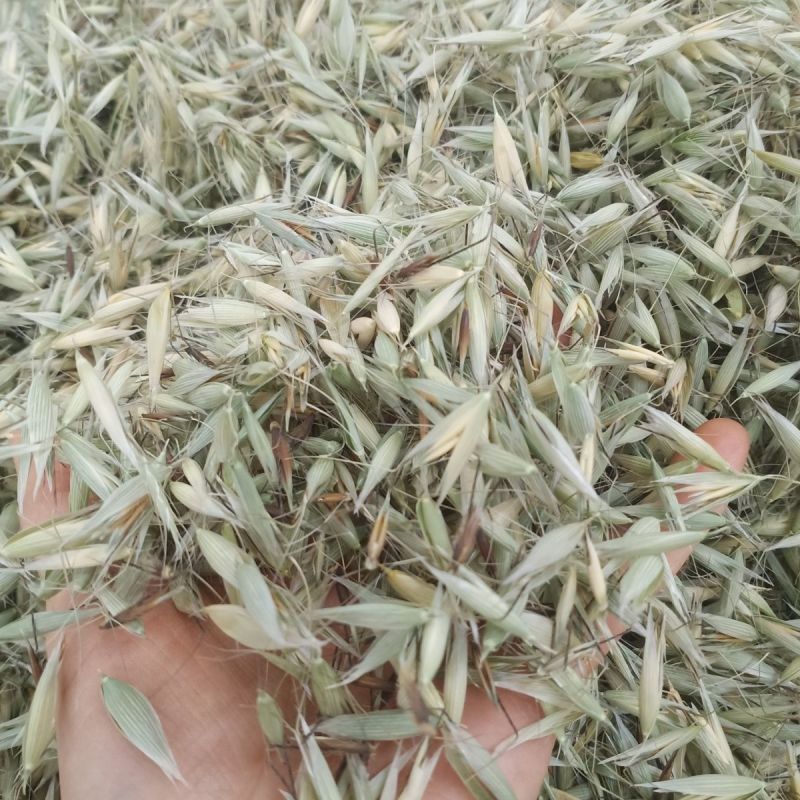燕麦草1公斤正宗优质无硫燕麦穗燕麦干货批发乌麦