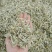 燕麦草1公斤正宗优质无硫燕麦穗燕麦干货批发乌麦
