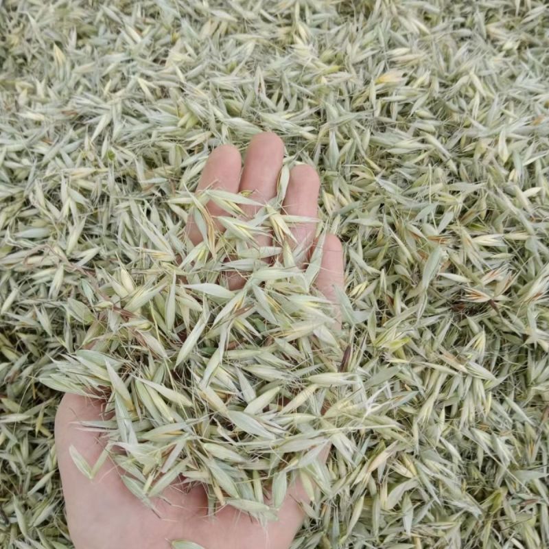 燕麦草1公斤正宗优质无硫燕麦穗燕麦干货批发乌麦
