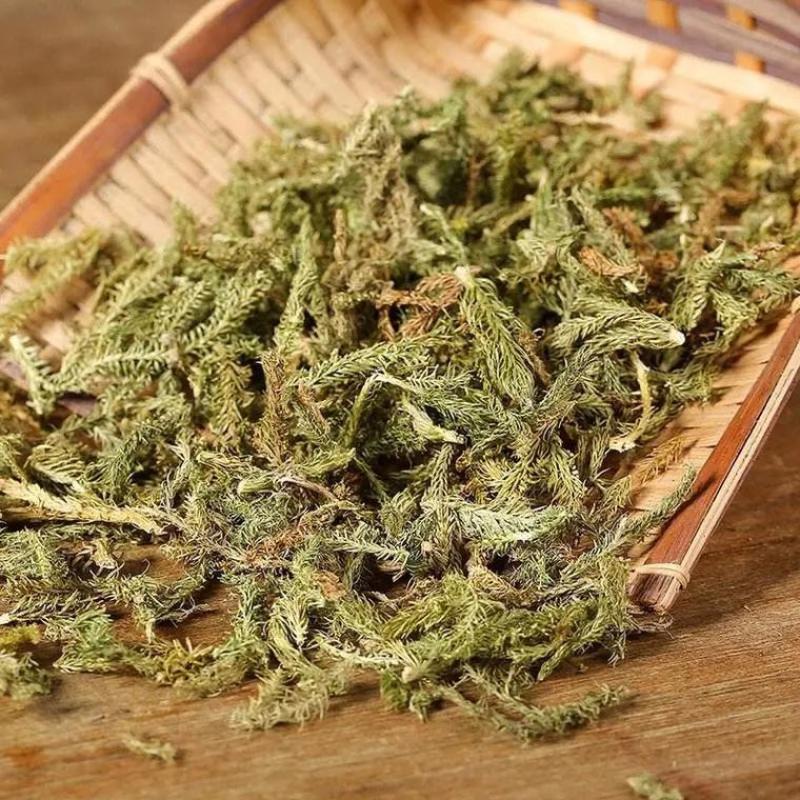 贵州伸筋草品质保证价格实惠欢迎联系可零售批发