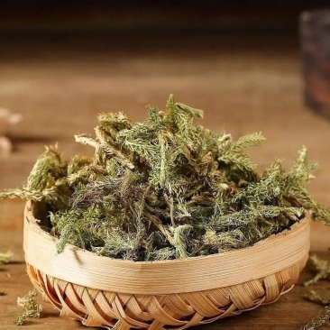 贵州伸筋草品质保证价格实惠欢迎联系可零售批发