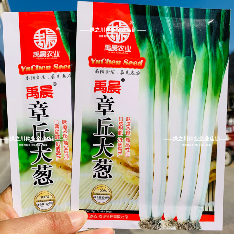 章丘大葱种子抗病铁杆山东大葱种籽高产耐寒白条葱种子
