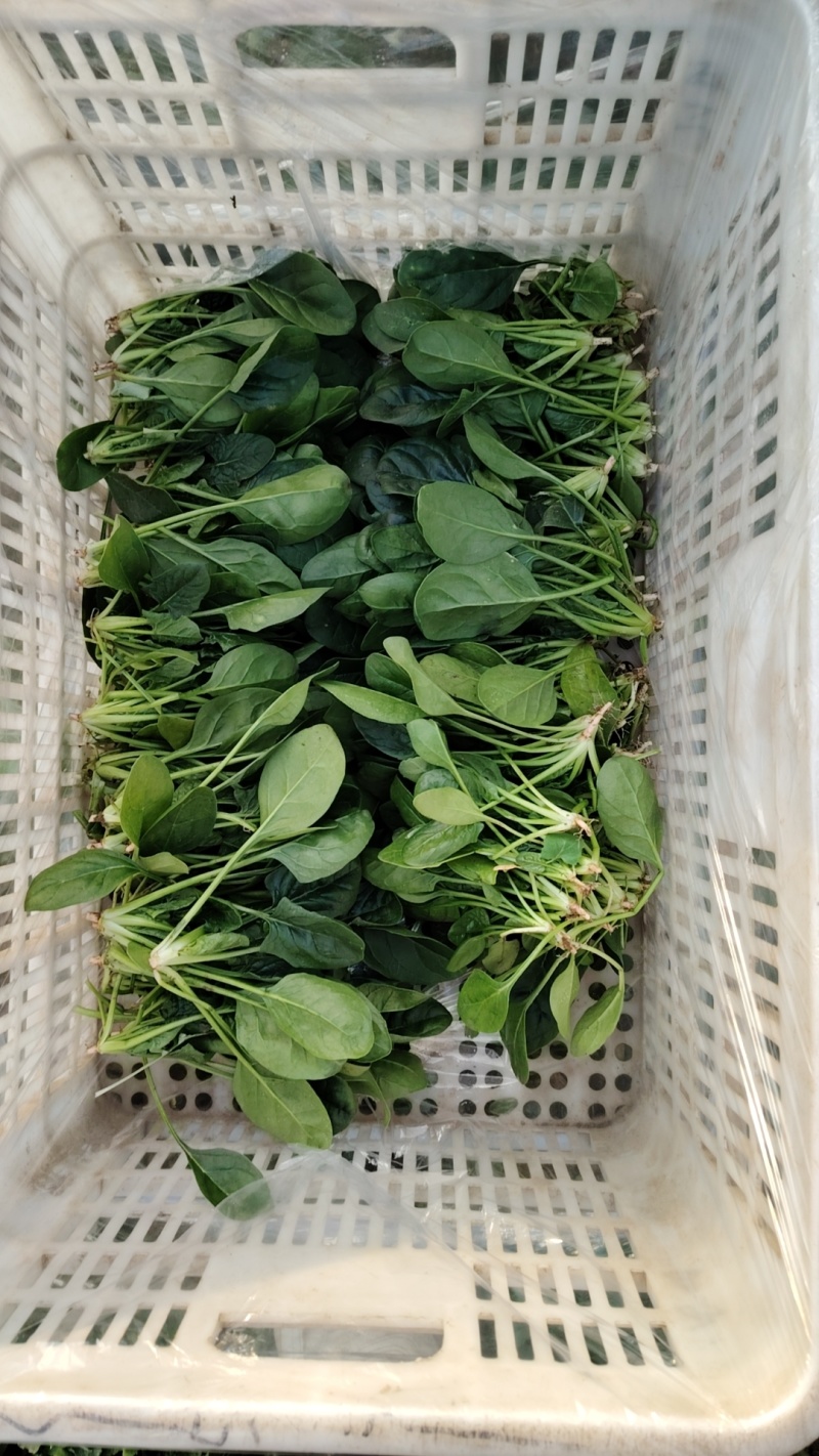 山东菠菜大量上市价格便宜对接商超各种蔬菜批发市场原产地