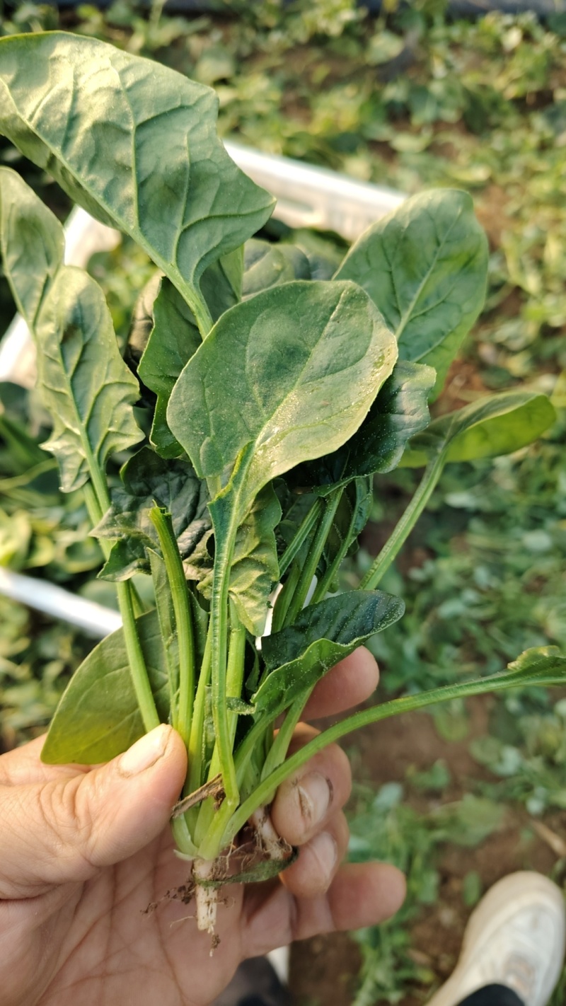 趴地小菠菜大量现货供应需要的联系产地一手货源支持物流发货