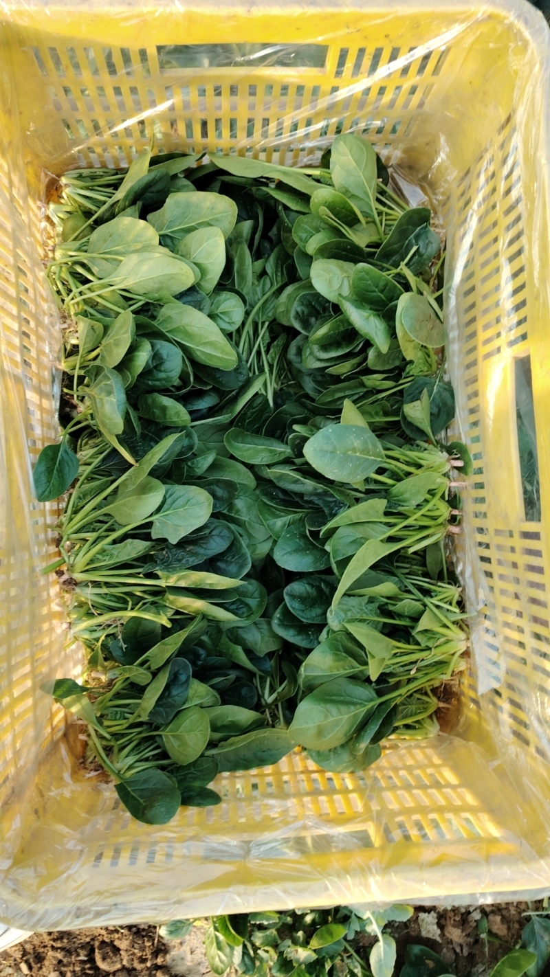 趴地小菠菜大量现货供应需要的联系产地一手货源支持物流发货
