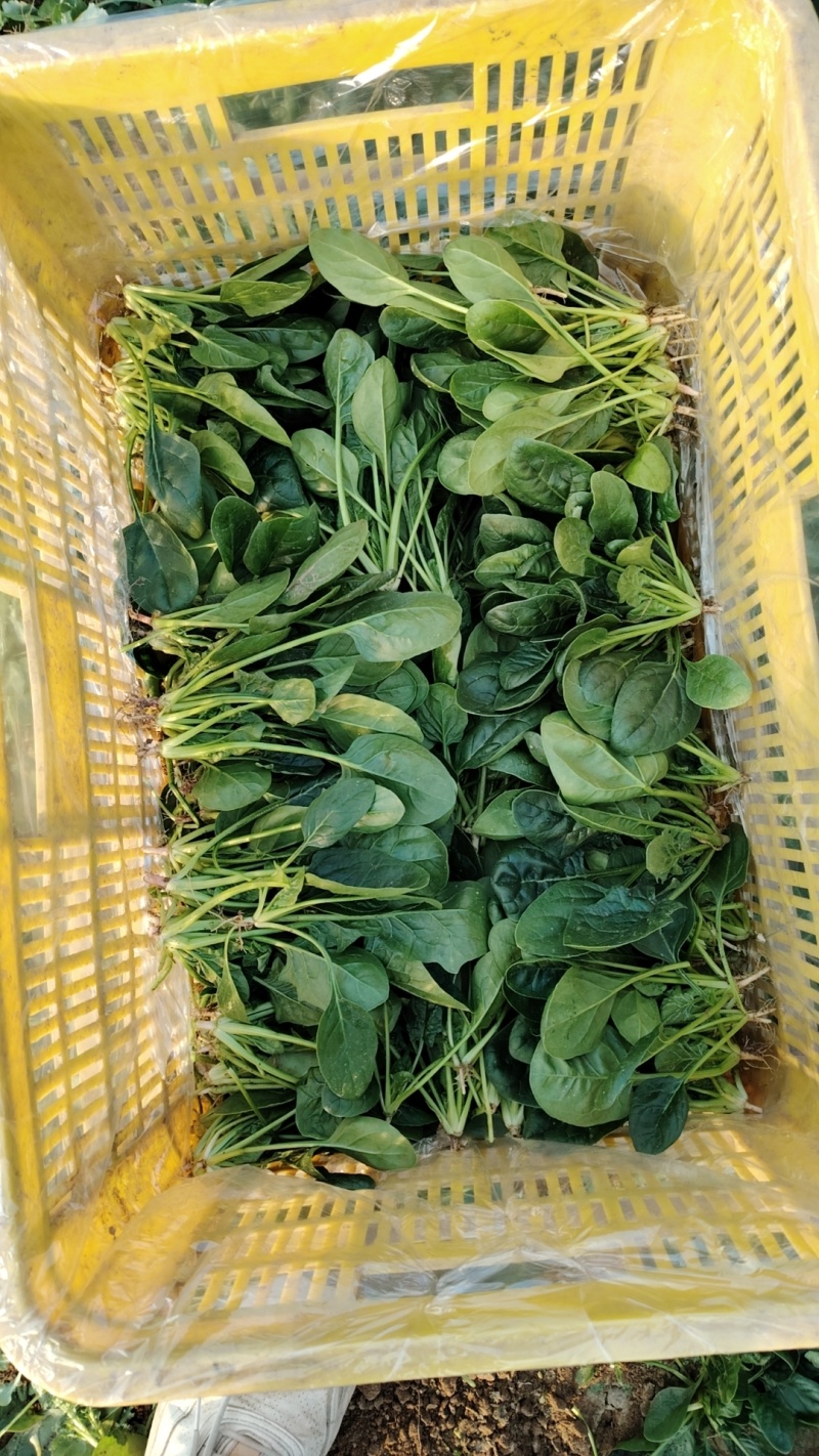 趴地小菠菜大量现货供应需要的联系产地一手货源支持物流发货