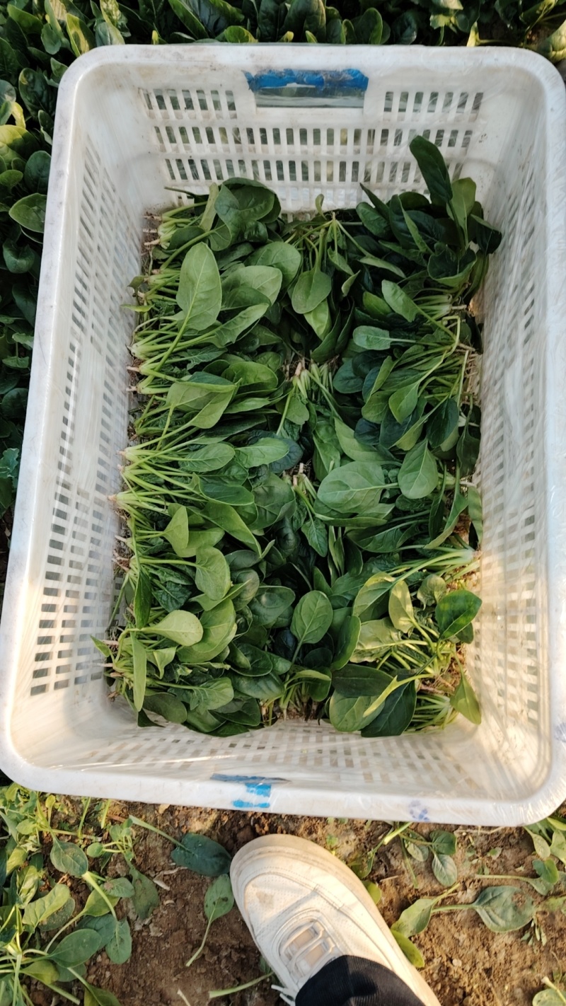 趴地小菠菜大量现货供应需要的联系产地一手货源支持物流发货