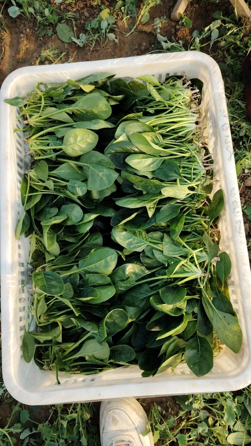 趴地小菠菜大量现货供应需要的联系产地一手货源支持物流发货