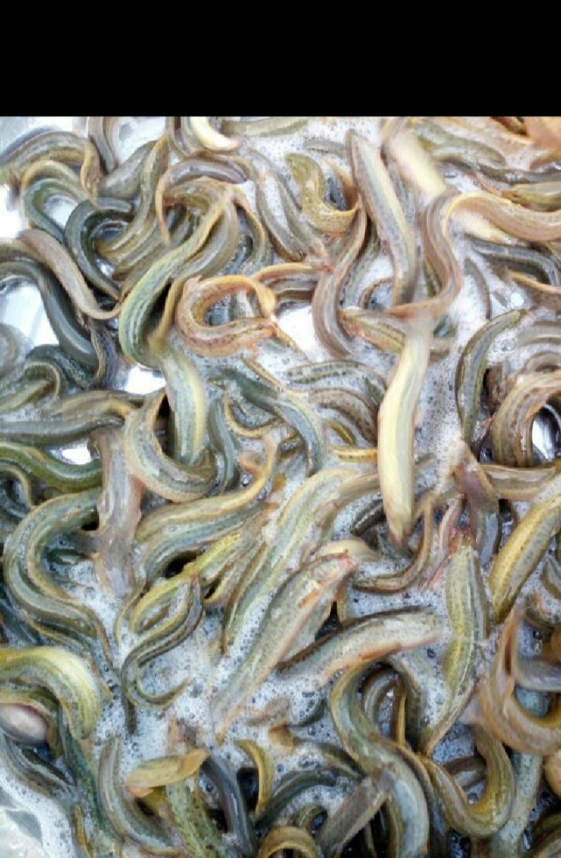 鲜活泥鳅大量供应台湾泥鳅各种规格