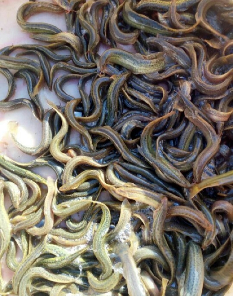 鲜活泥鳅大量供应台湾泥鳅各种规格