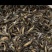 鲜活泥鳅大量供应台湾泥鳅各种规格