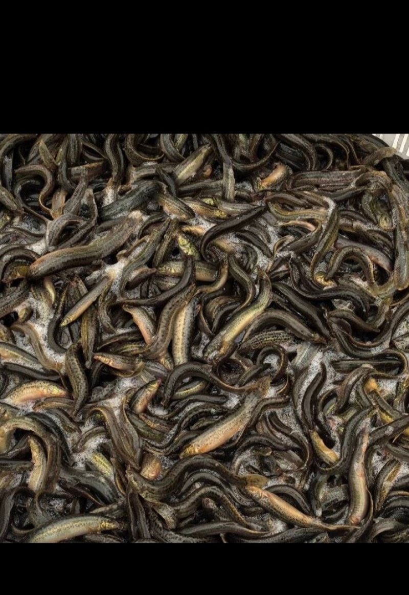 鲜活泥鳅大量供应台湾泥鳅各种规格