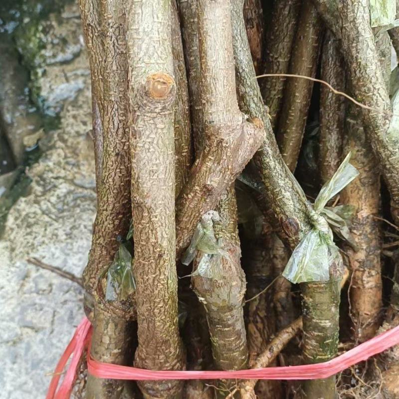 精品蜂糖李苗