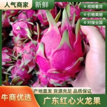 广东湛江精选红心火龙果品质很好价格我们可协商