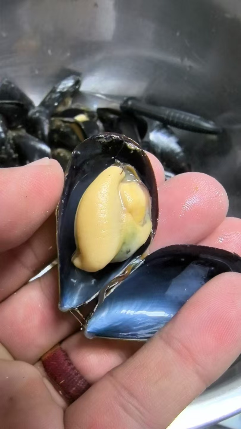 大家好，贻贝大量上市了，欢迎老板们咨询联系我，一手货源，