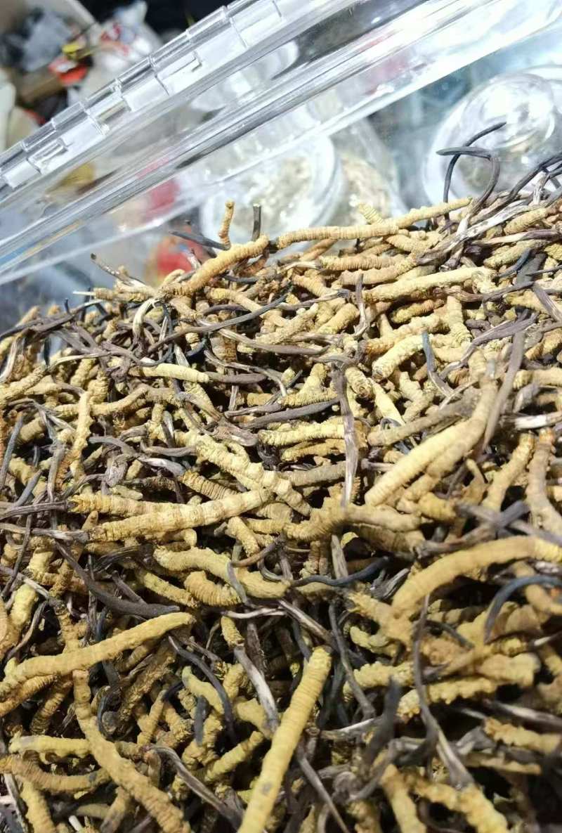 冬虫夏草，源头直发，西藏那曲冬虫夏草，干货虫草实力厂家