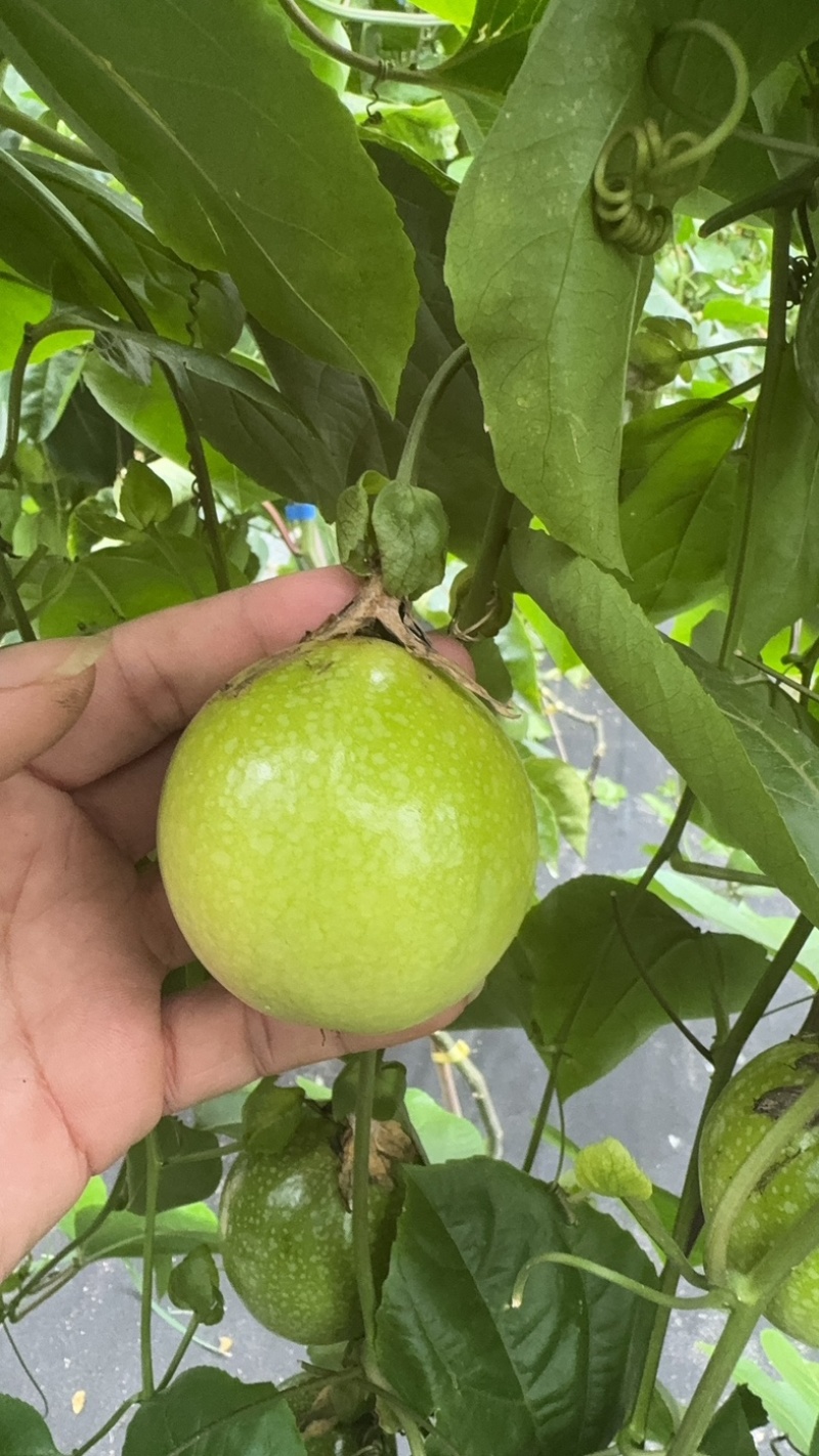 黄金百香果